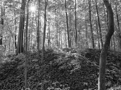 Parker Woods 2