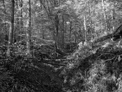 Parker Woods 3