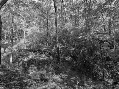 Parker Woods 4