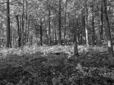 Parker Woods 5