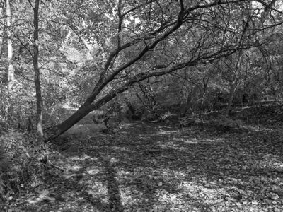 Parker Woods 6