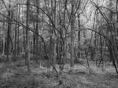 Pine Hills Nature Preserve 1