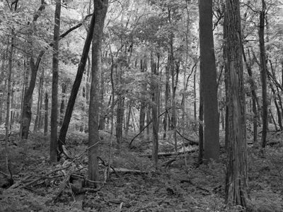 Pine Hills Nature Preserve 2