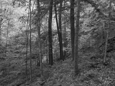 Pine Hills Nature Preserve 6