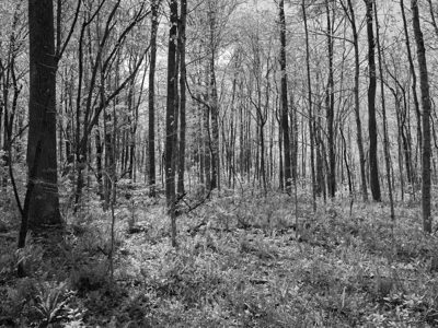 Rocky Fork State Park 1