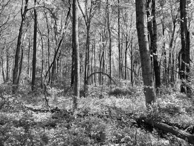 Rocky Fork State Park 5