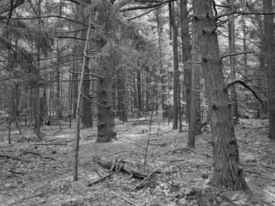 Saugatuck Dunes State Park 9