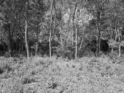 Seip Earthworks 2