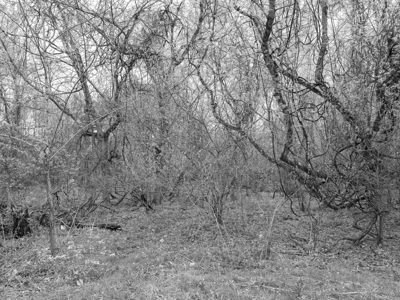 Shawnee Lookout 4