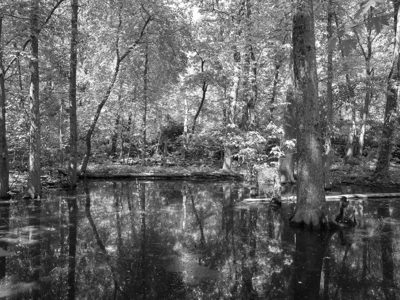 St. Anne's Woods and Wetlands 1