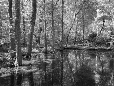 St. Anne's Woods and Wetlands 2