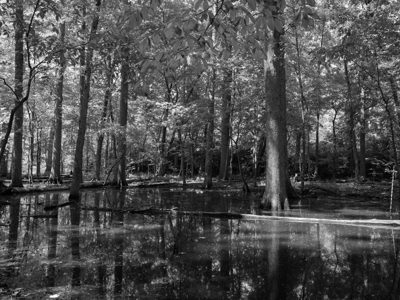 St. Anne's Woods and Wetlands 4