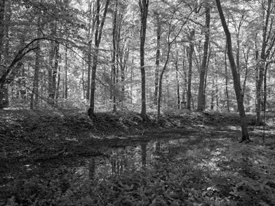 St. Anne's Woods and Wetlands 8